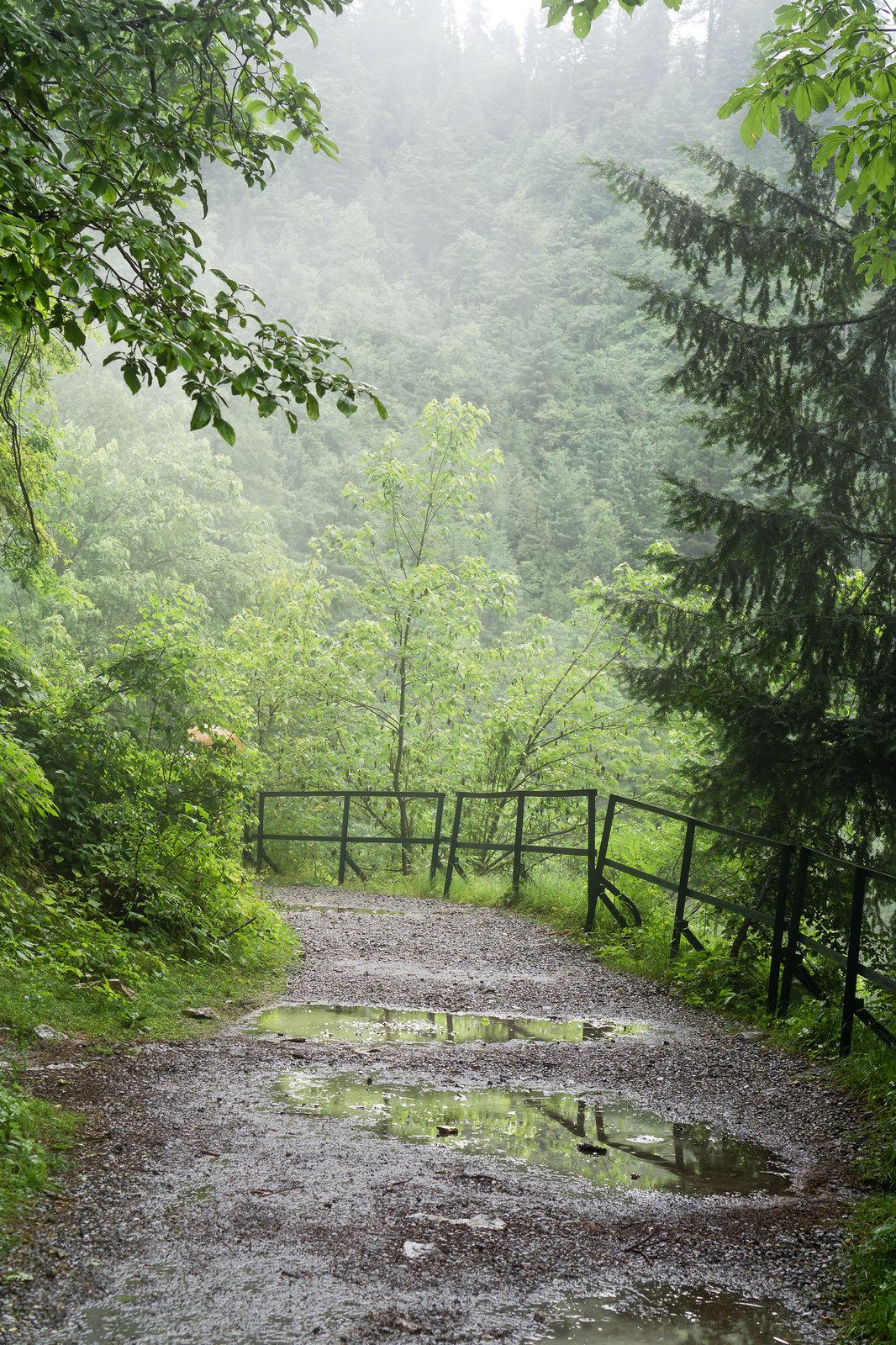 Ayubia National Park & Pipeline Track