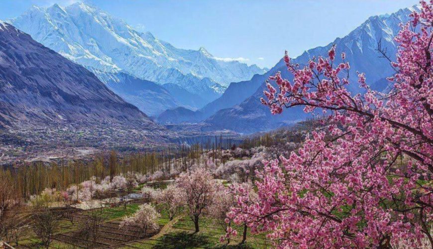 Apricot Blossom in Hunza & Nagar Valleys
