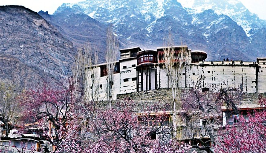 Gilgit-Baltistan Apricot Blossom