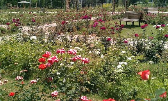 7. Rose & Jasmine Garden