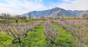Day Plan: Swat Valley excursion from Rawalpindi/islamabad
