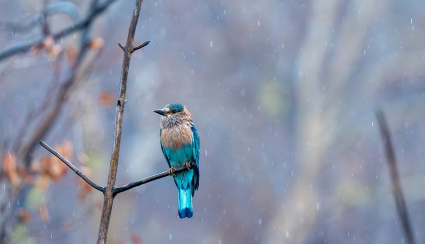 Pakistan Birding Tour